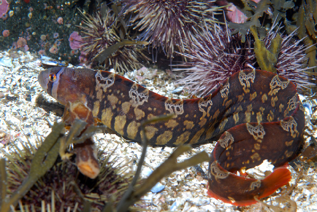 Pholis fasciata